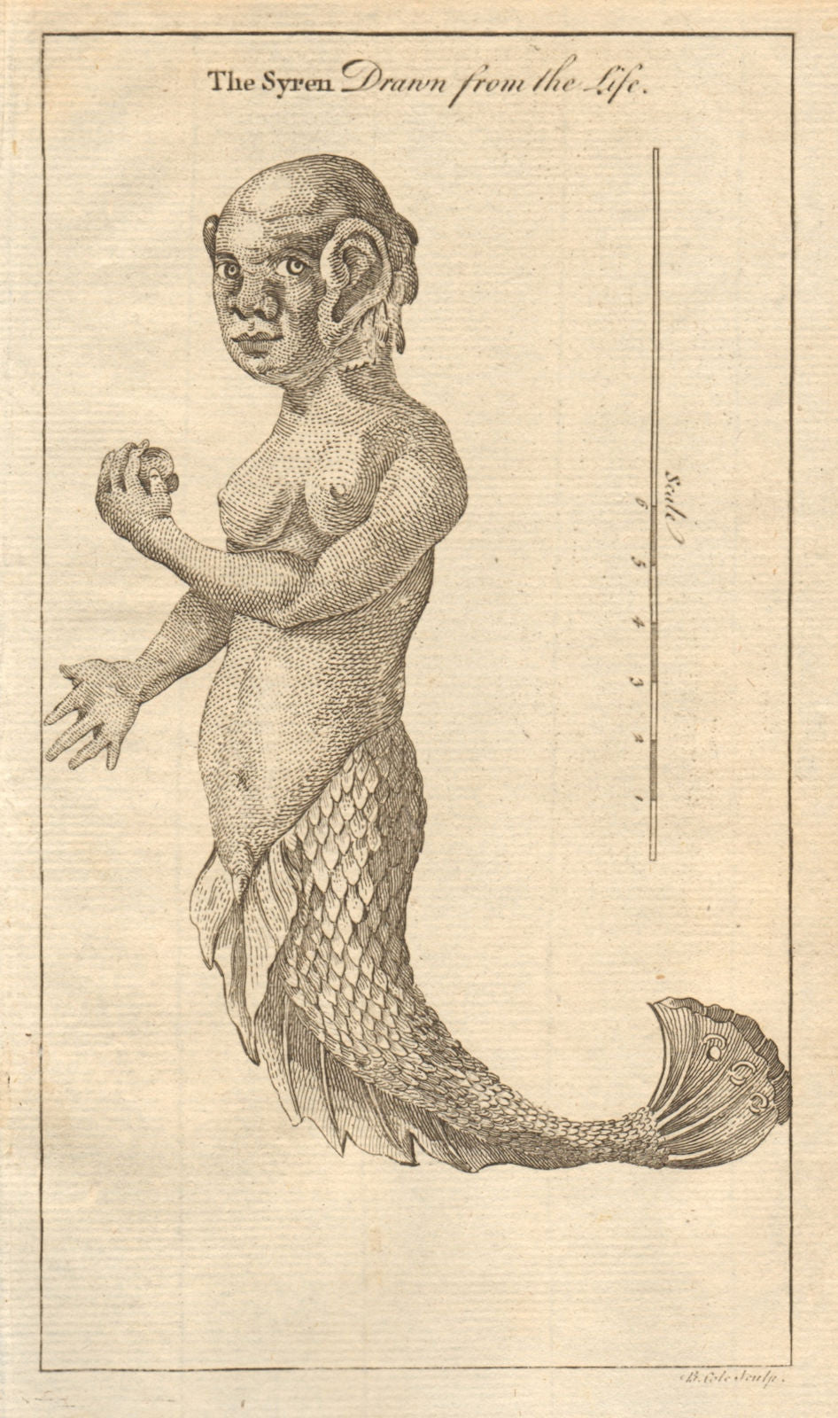 The Syren drawn from the life. Siren. Greece. Classics 1759 old antique print